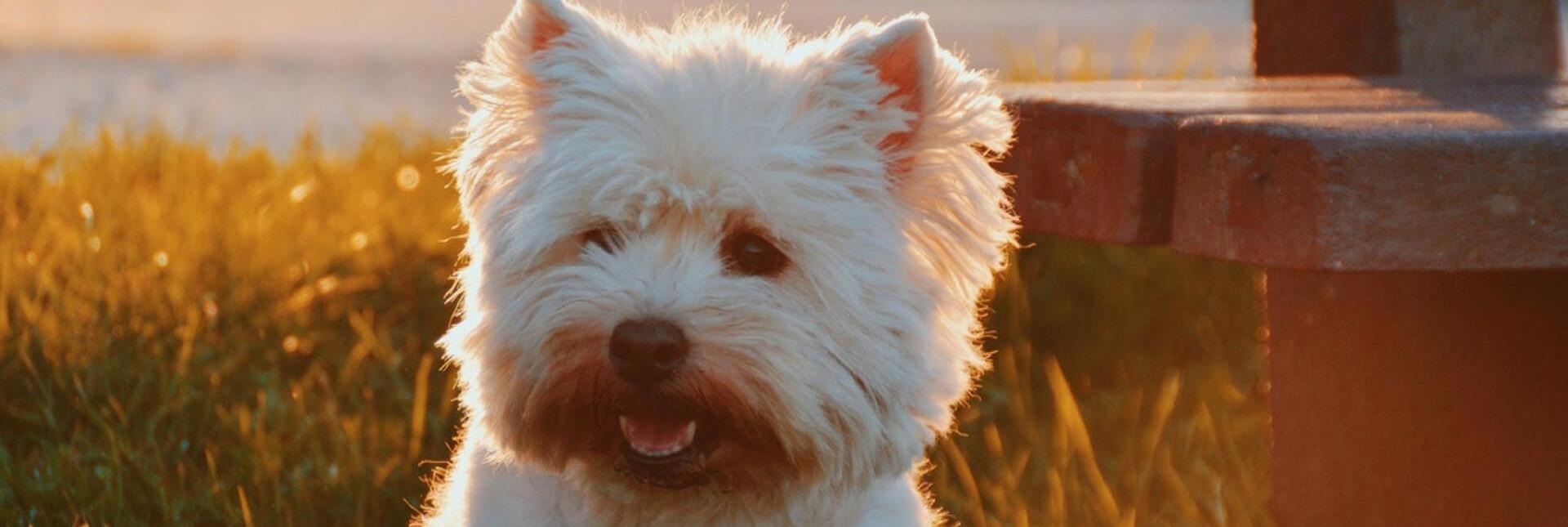 Un cane bianco seduto sull’erba accanto a una panchina, guarda verso la fotocamera con dolcezza.