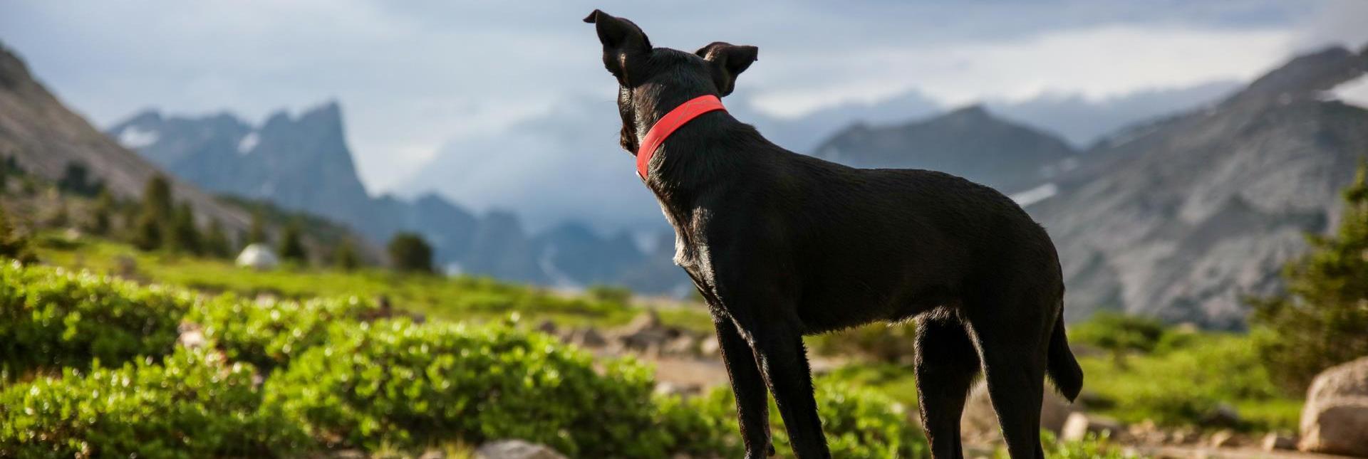 A black dog with a red collar looks out from a rock over an alpine mountain landscape.