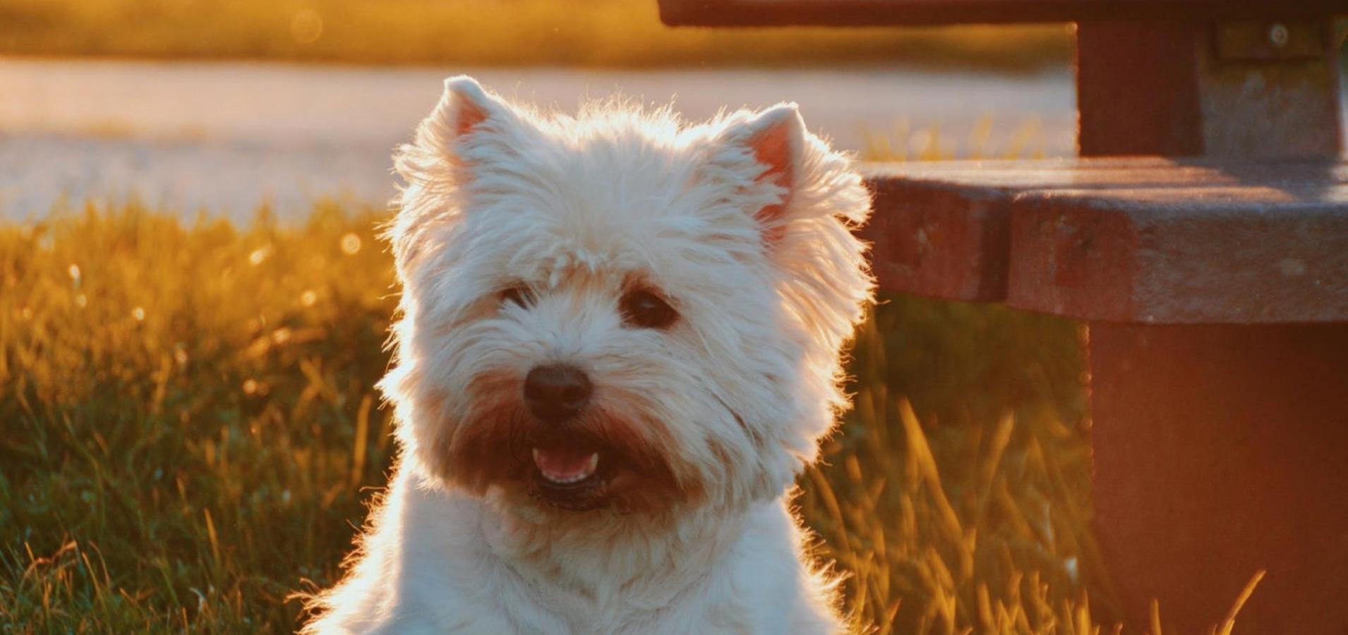 A white dog sitting on grass near a bench, bathed in sunlight, looking at the camera with a sweet gaze.