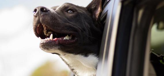 Animali domestici Bolzano e Dintorni